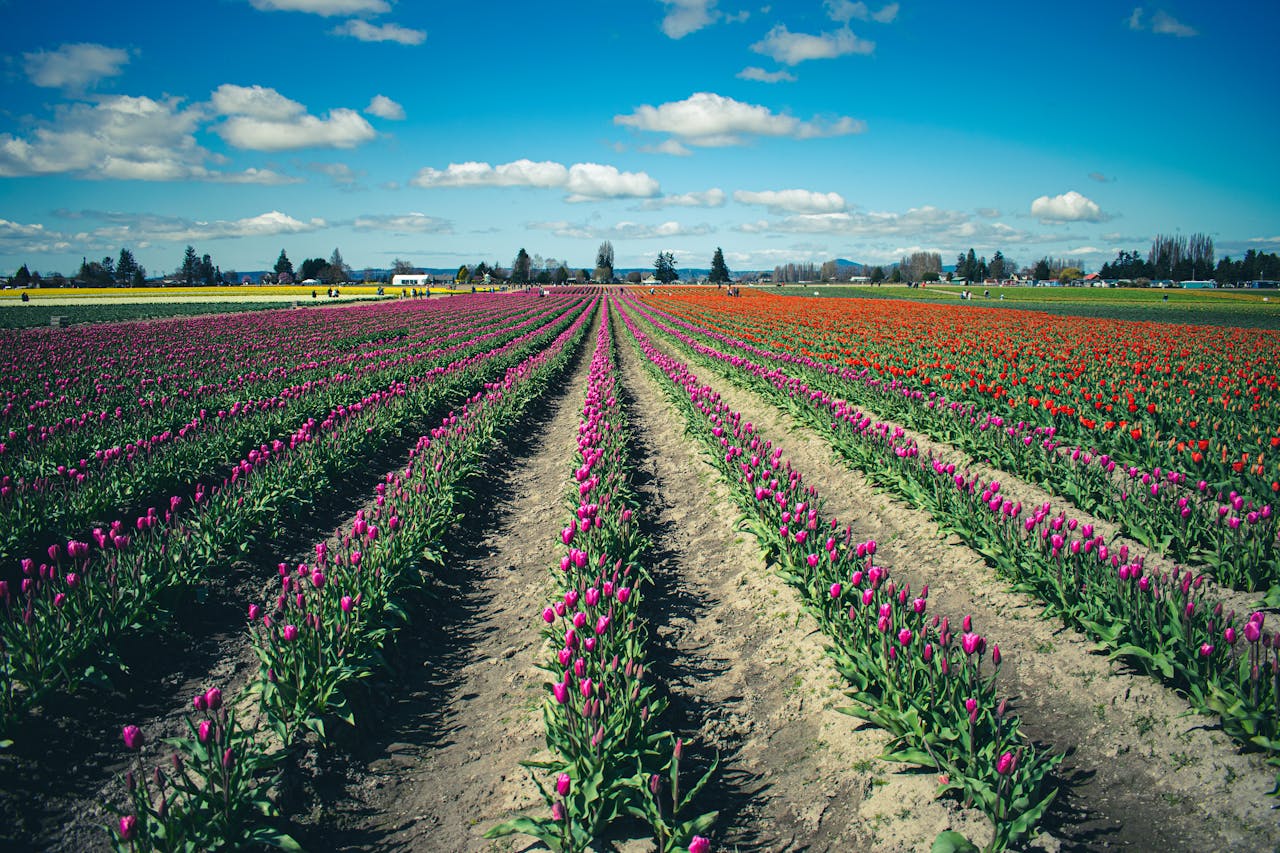 De tulpenroute in Groningen, genieten van de bollenvelden  in Stad en Ommeland
